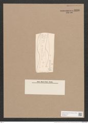 Rhoicosigma mediterraneum Cleve (de-Toni-Nr.: Genus 15, Species 1130) Zeichnungen Sammlung Grunow Nr. 2226 (NHMW-BOT-W0369314)